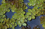 Kariba-weed <BR>Giant salvinia